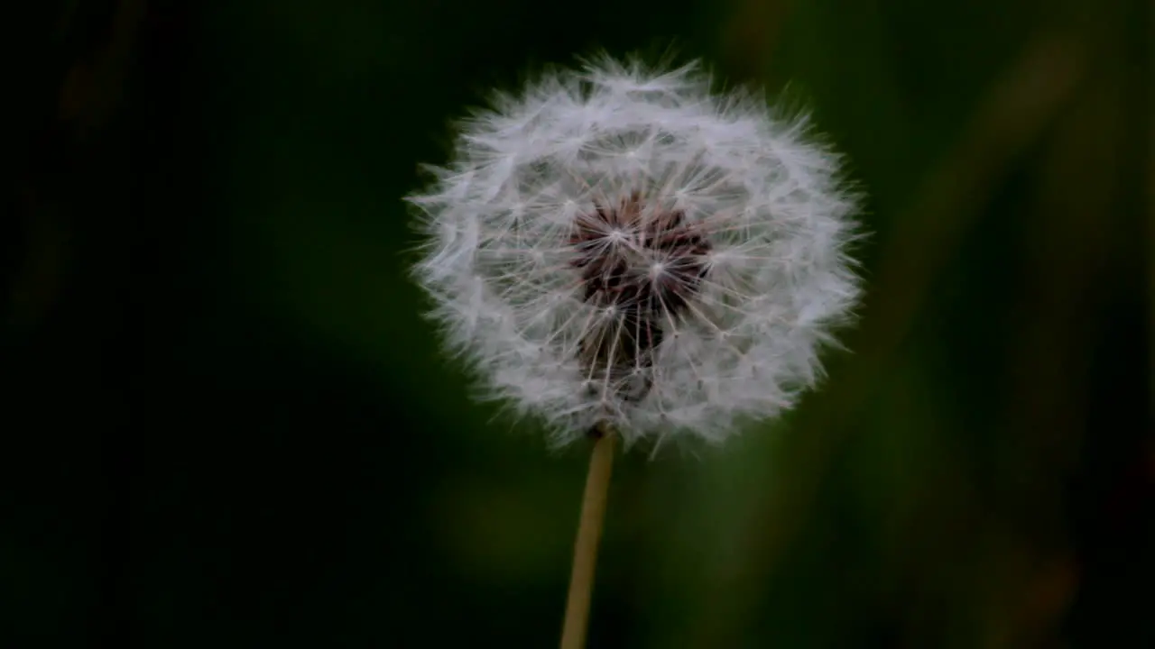 Dandelion Close Up