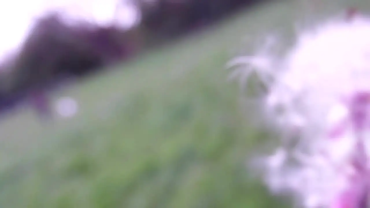 Dandelion in the Wind CC-BY NatureClip