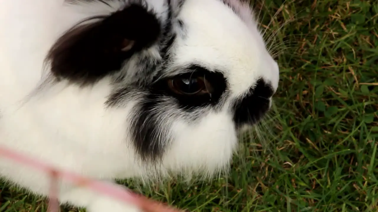 Black White Rabbit on Grass