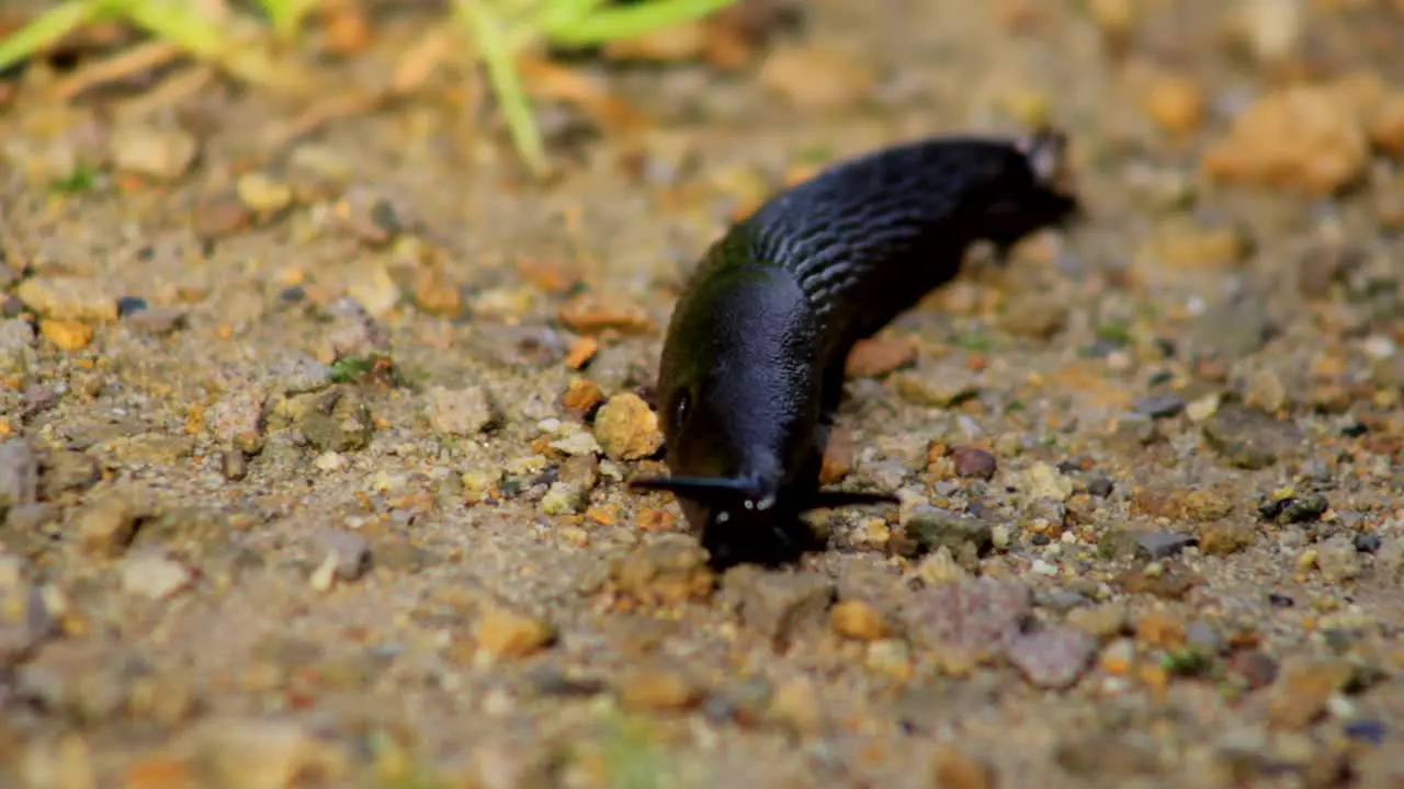 Slug Crawling in Sand