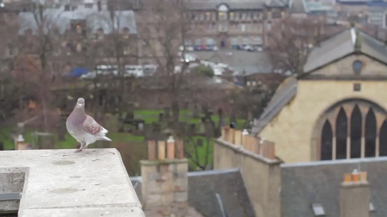 Albino Pigeon Watching over Edinburgh