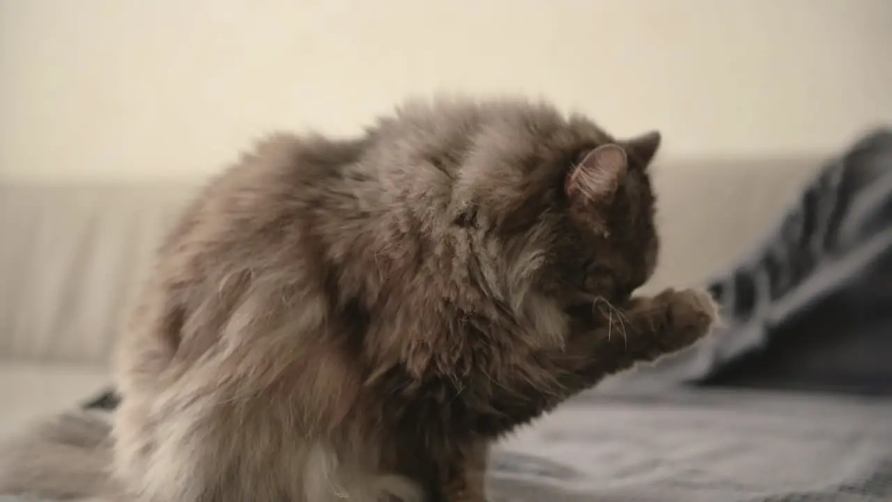 Cute Fluffly Cat Licking Its Paw Sitting On Sofa At Home