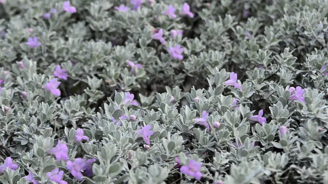 Bush With Purple Flowers