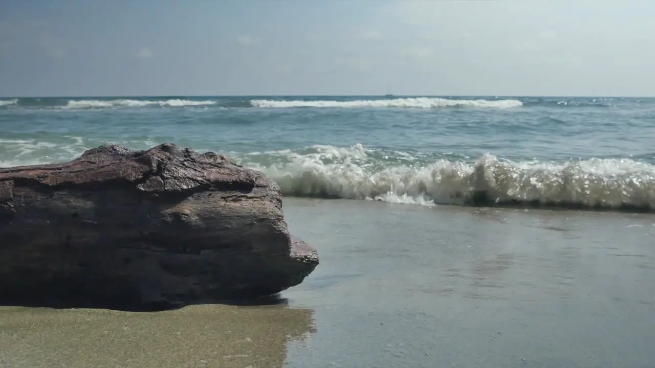 Driftwood on Shoreline