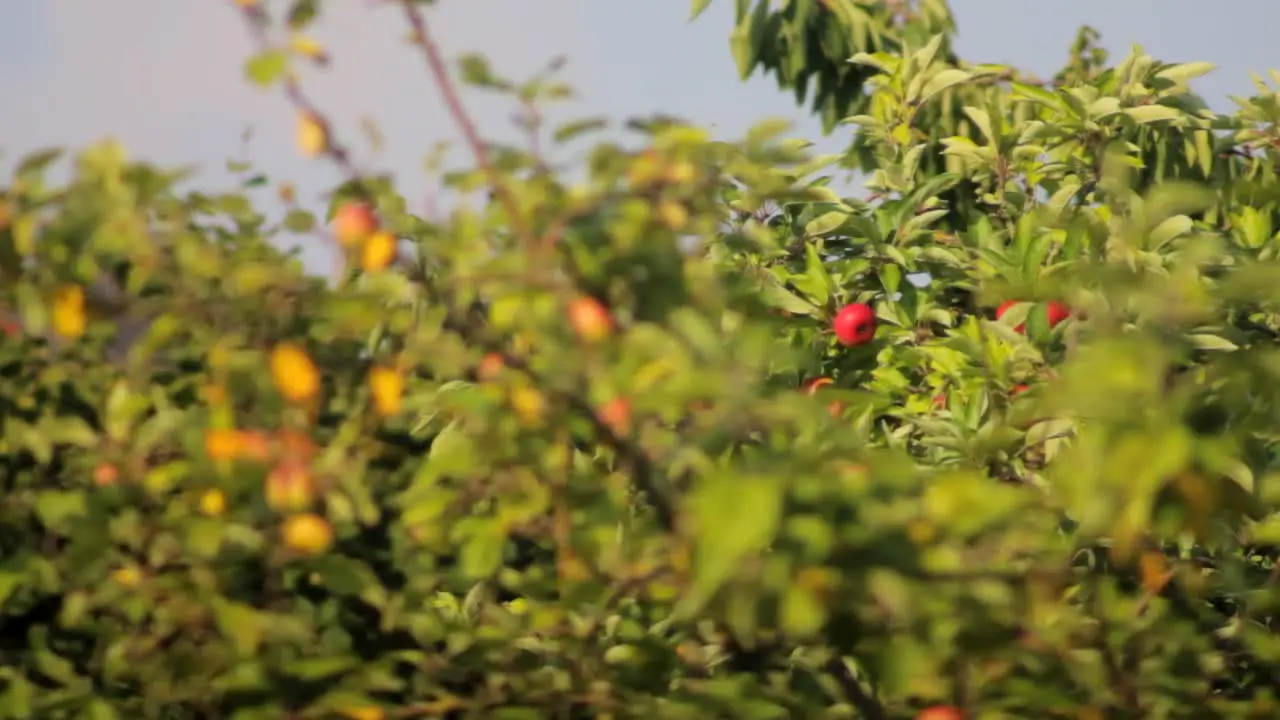 Apple Tree Top