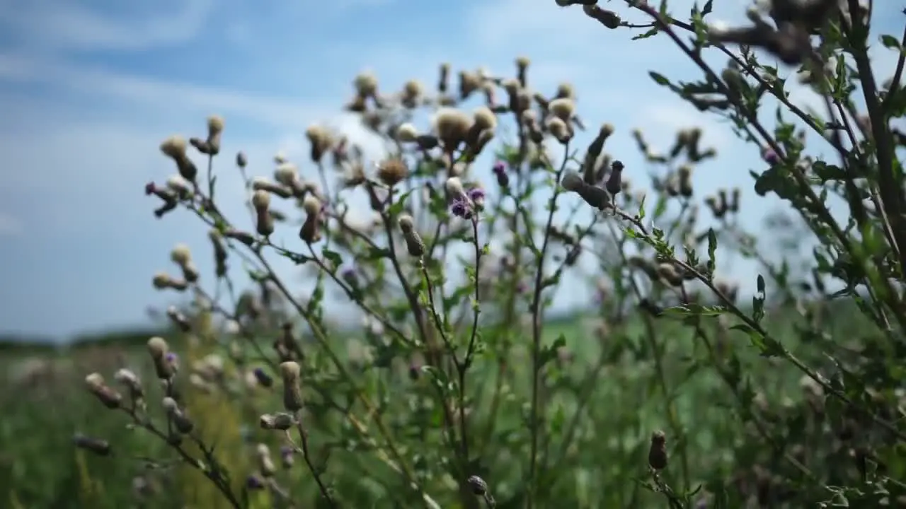 Thistles in the Breeze 