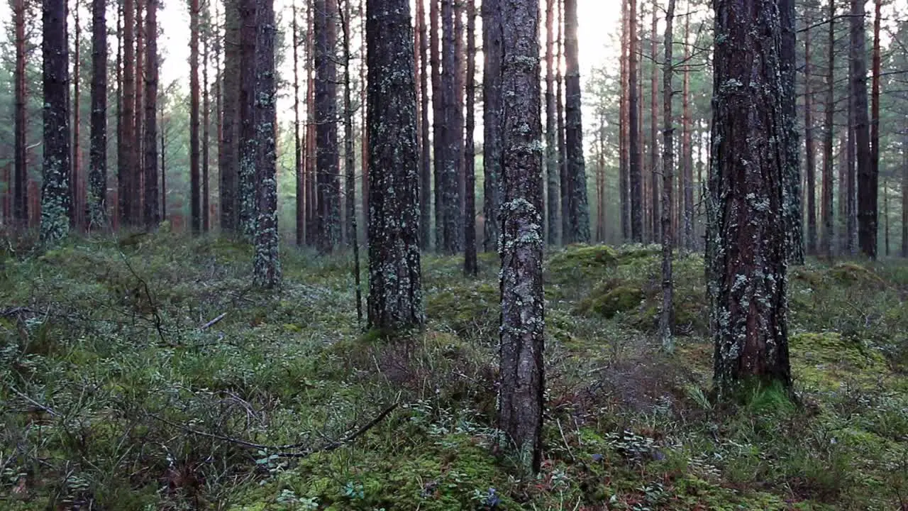 Silent Forest CC-BY NatureClip