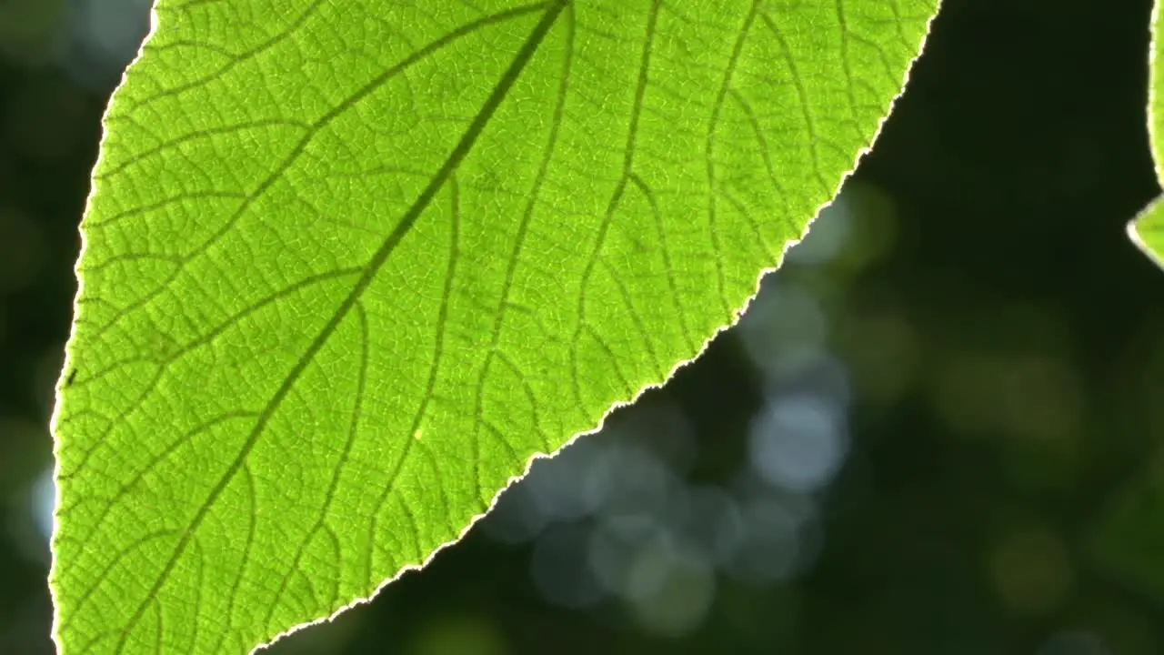 Backlit Leaf