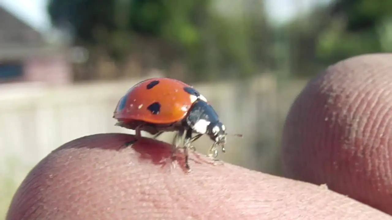 Ladybird Opening Wings (super slow mo) CC-BY NatureClip