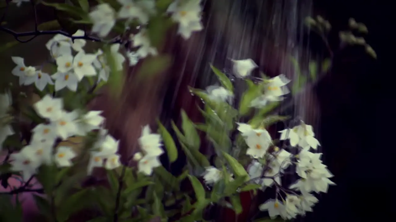 Watering White Flowers