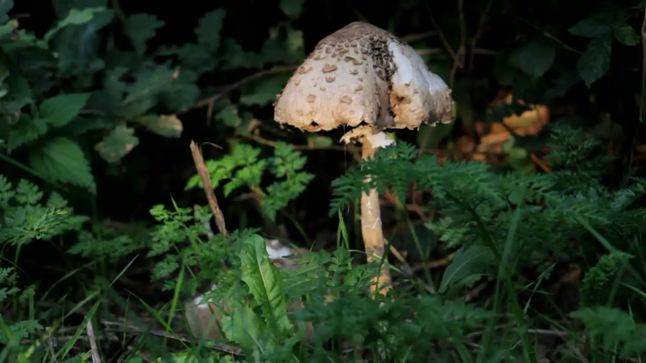 Huge Mushroom in Forest