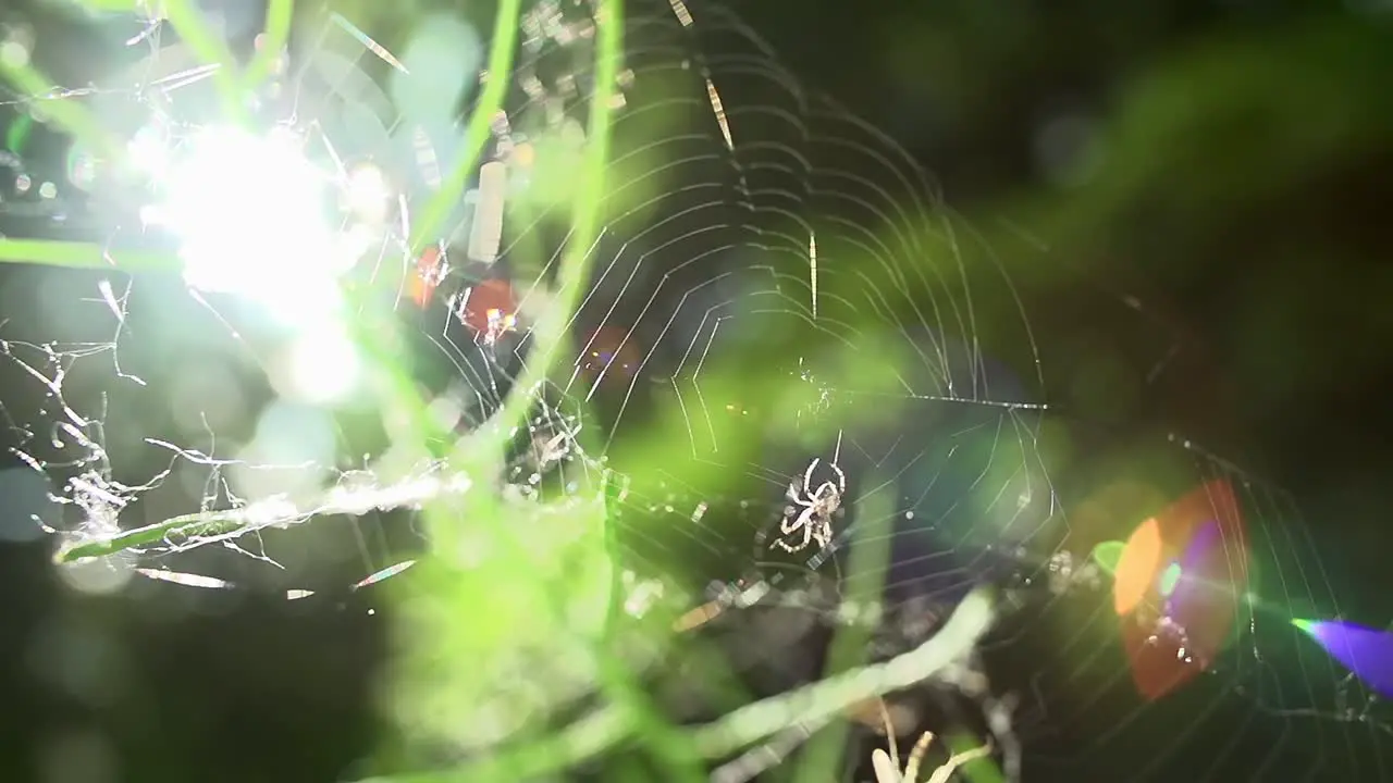 Spider and Fly in Super Slow Motion