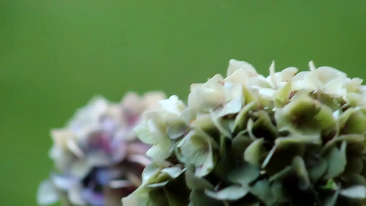 Watering White Flowers Slow Motion