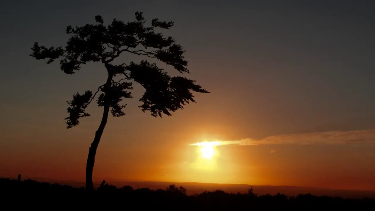 Lonely Tree at sunset CC-BY NatureClip