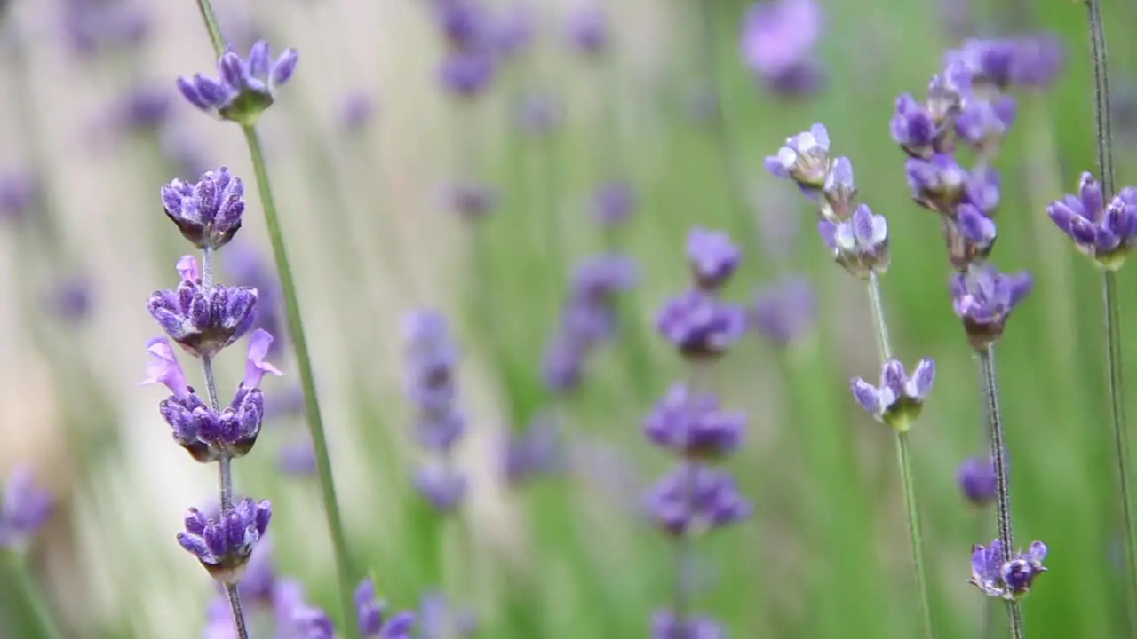 Lavender CC-BY NatureClip 