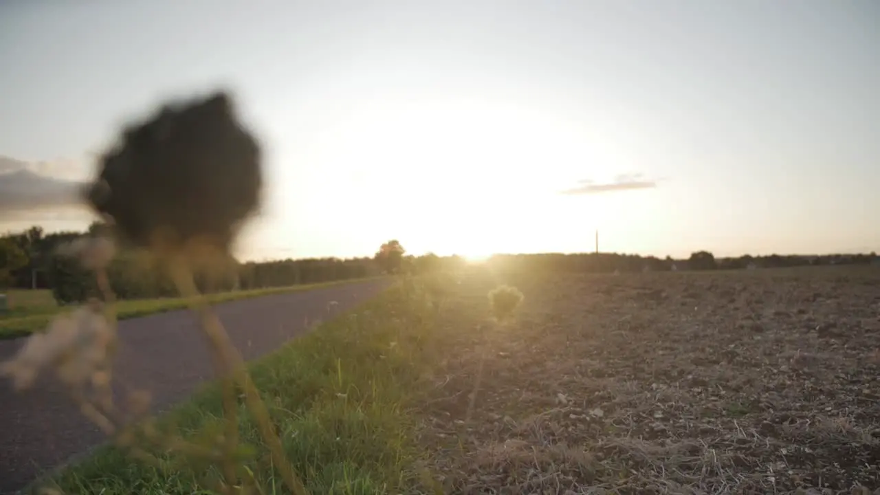 Wild Flower in Sunset