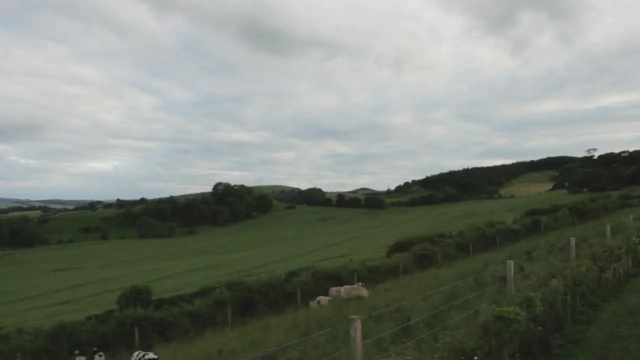 Timelaspe of Sheep Eating Grass