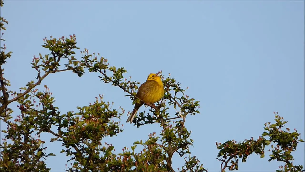 American Yellow Warbler