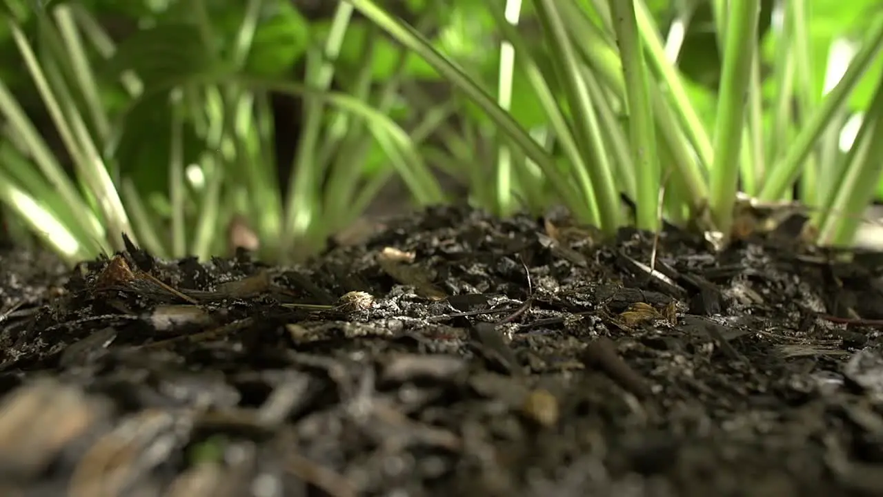 Midnight Garden Time Lapse