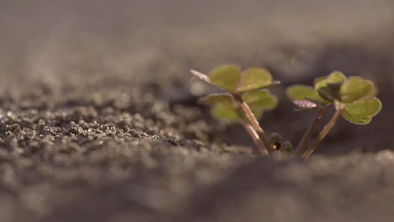 Anthill with Clover