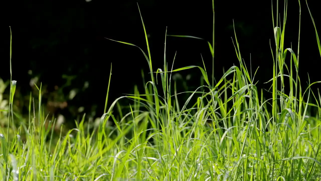 High Grass Blowing In Wind