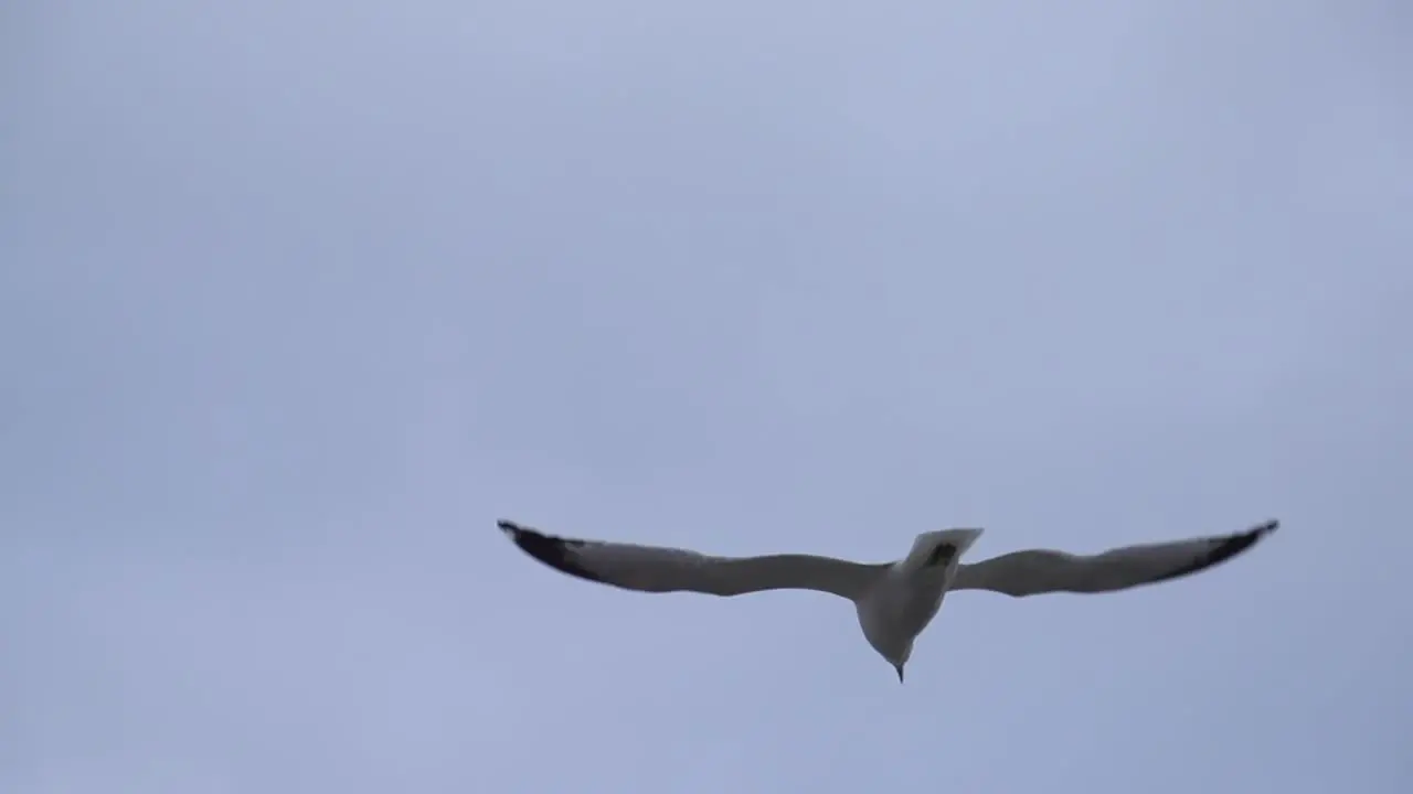 Seagull Flying