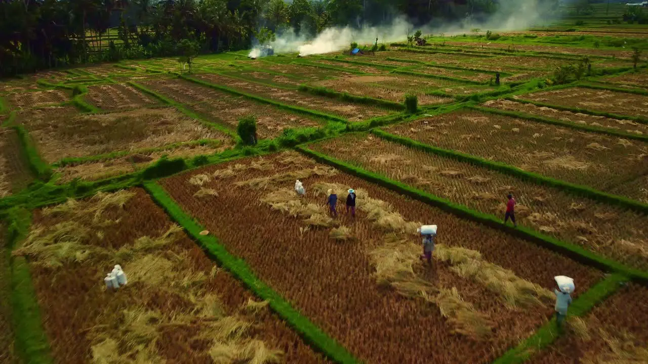 Workers during rice harvest drone flyover field smokes from burning straw