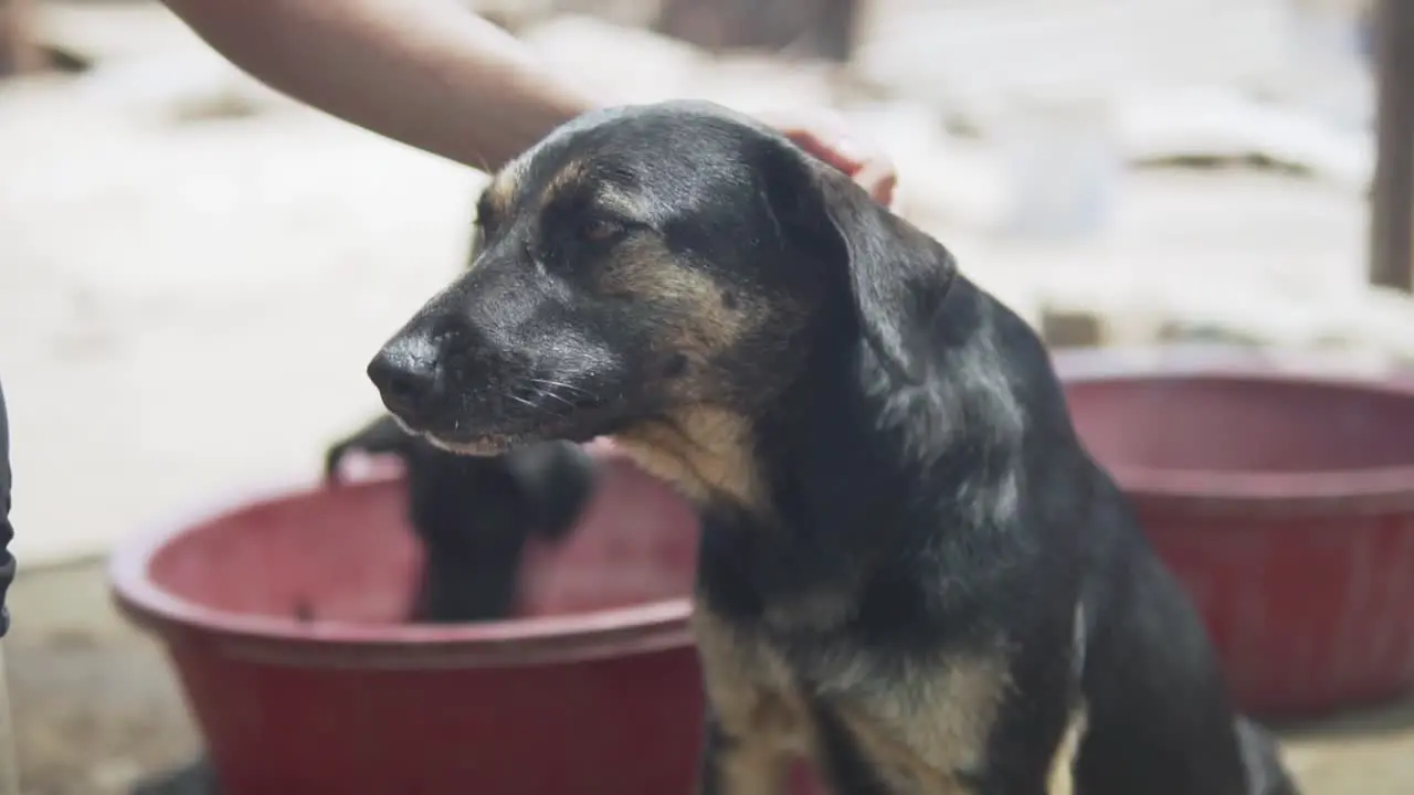 Slow Motion 120fps Dog getting pet in dog shelter while hiding for the burning sun