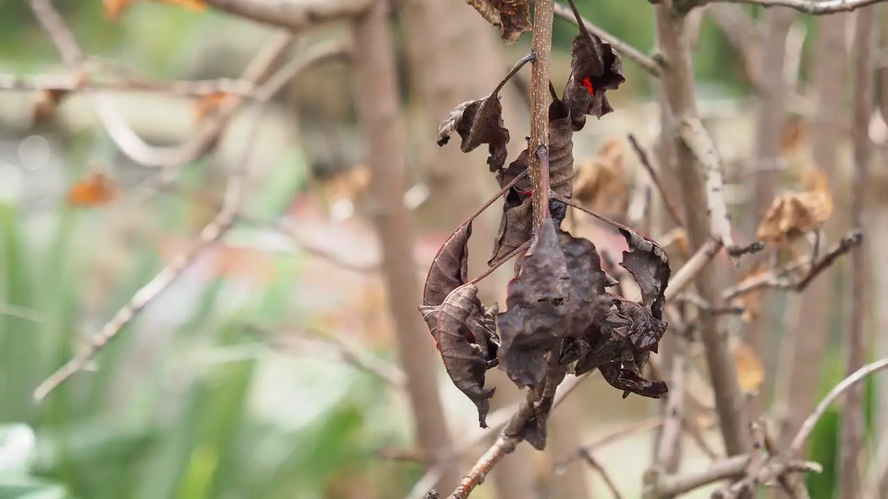 Leaf is damaged by fungal disease