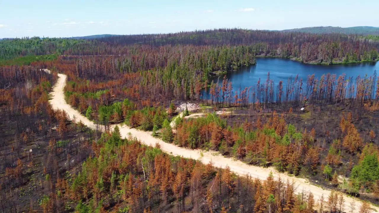 Dead Forest Trees With Charred Remains After Wildfire Near Lebel-Sur-Quévillon Québec Canada