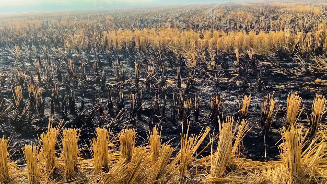 Partial remains of the crop burnt by the farmers in the fields of the punjab