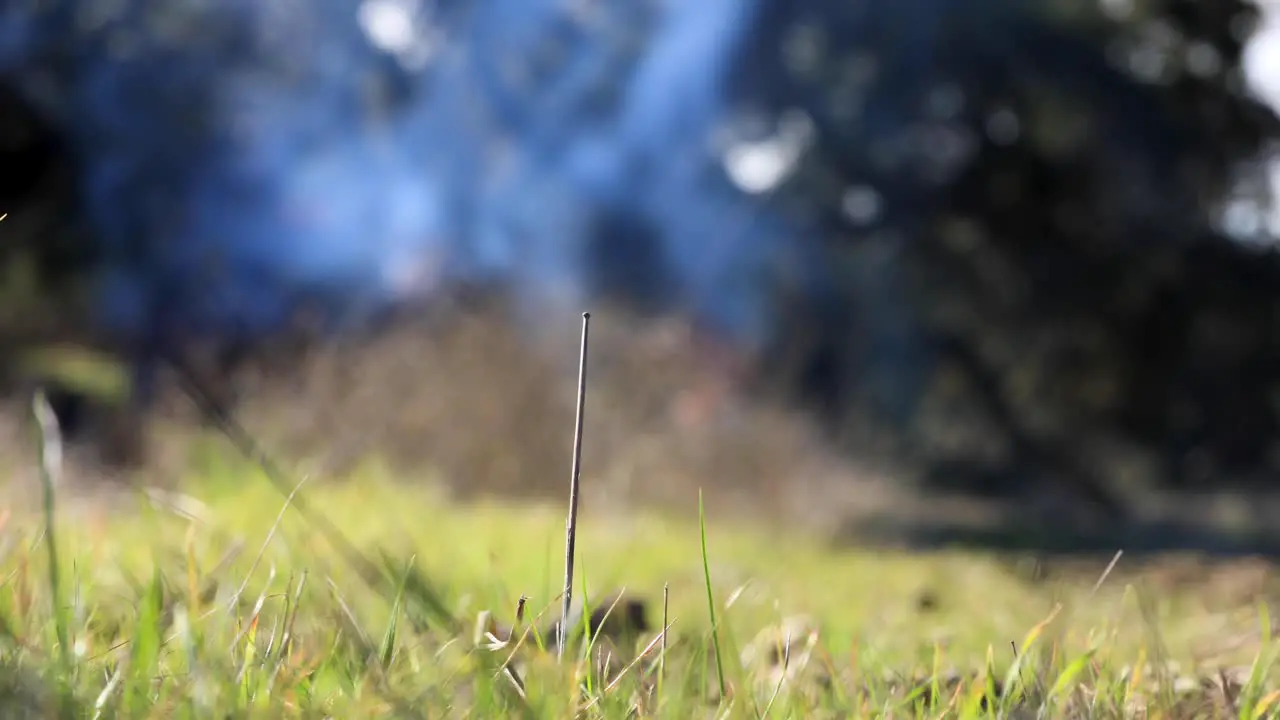 Climate Change Control Burn Rack Focus to Green Plants