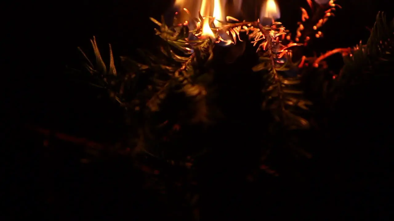 Pine tree on fire burning in flammes rack focus