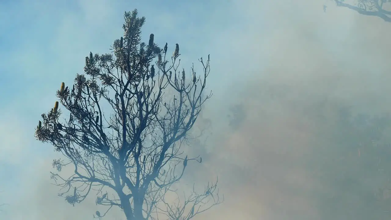 Thick smoke drifting through burnt Australian bush