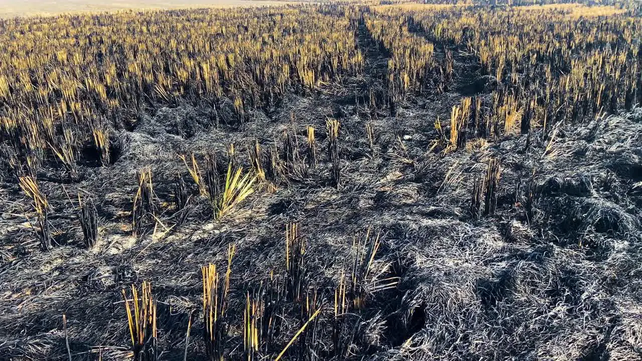 Farmers burnt remains of the crop in the filed