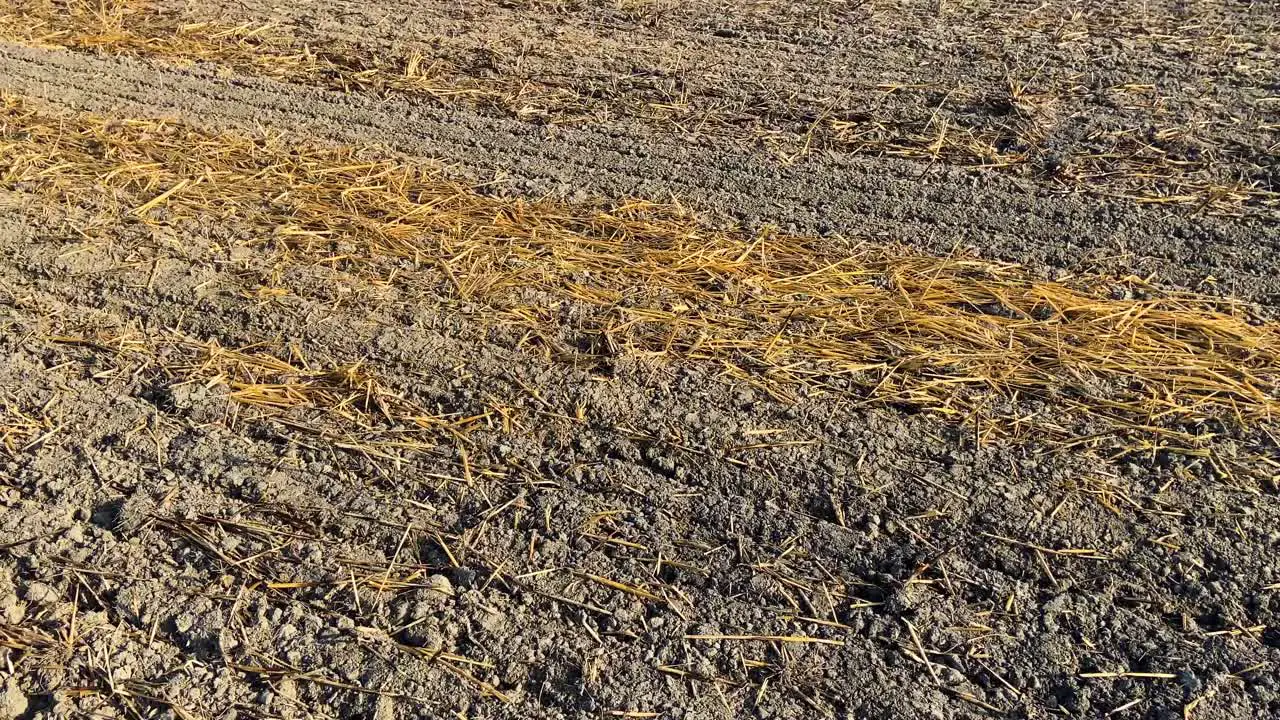 Agriculture field ready to sowing another crop after harvesting