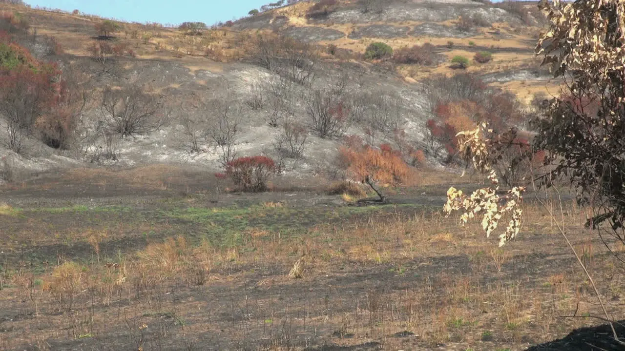 Chile coast range burned over