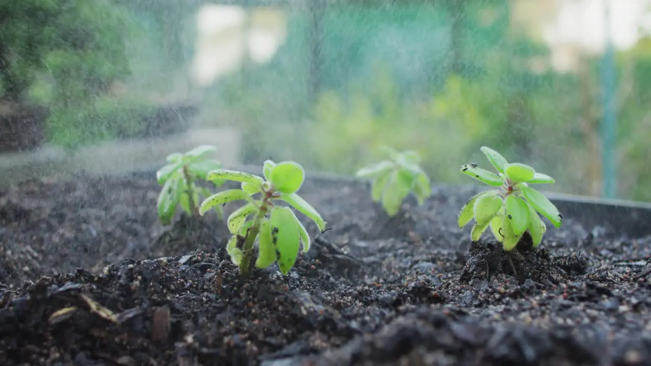 Water spraying on diverse plant seedlings at garden center