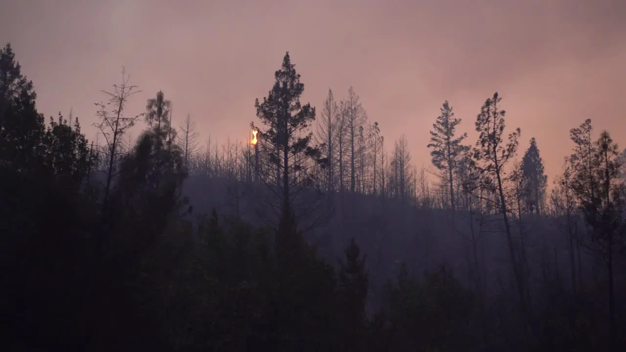 large forest fire burns brush and trees