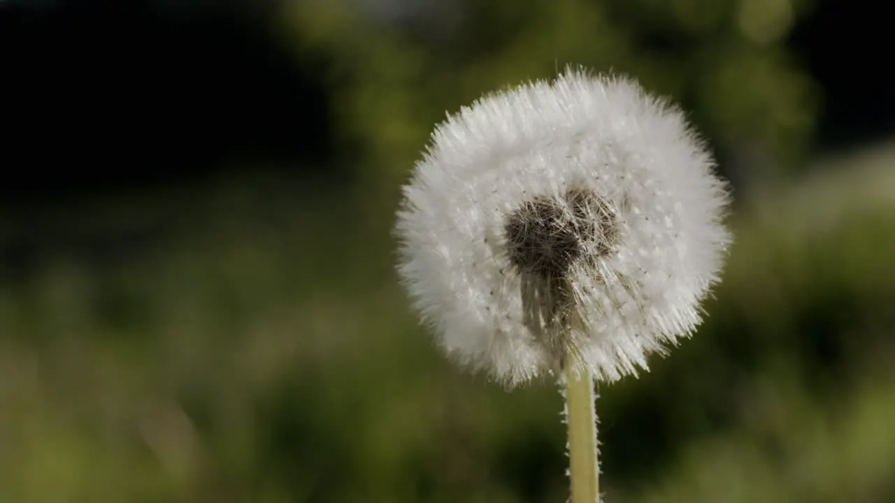 White dandelion seeds burn in fire