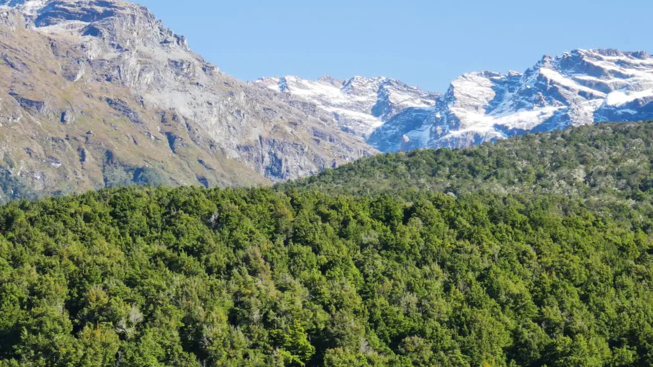 Panorama shot of dense green forest and snowy mountains against blue sky in background Glacier Burn New Zealand