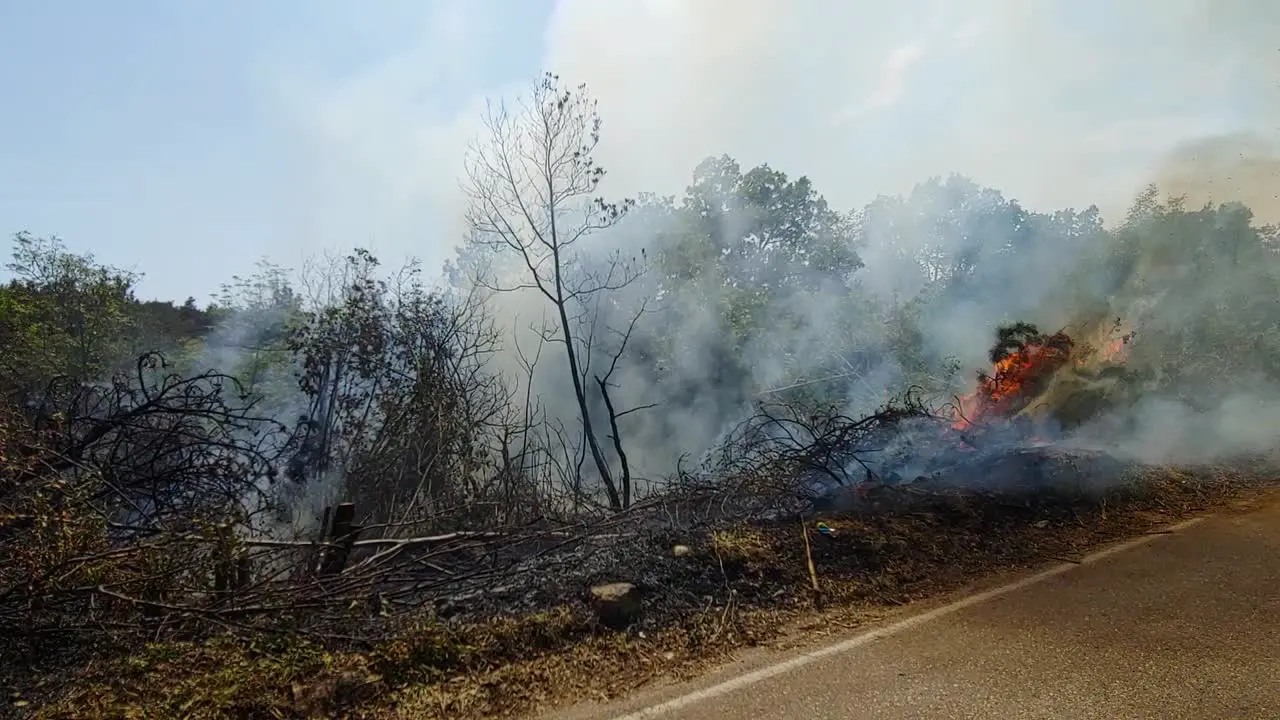 Forest fire burning on side of the road