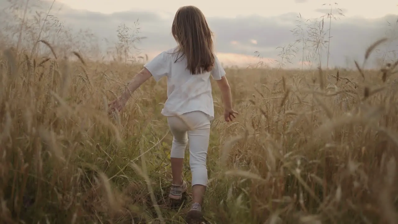 Slow motion the camera follows a little girl of 4-5 years old running in a field of grain golden spikelets at sunset happy and free Happy childhood hair develops in the sunlight