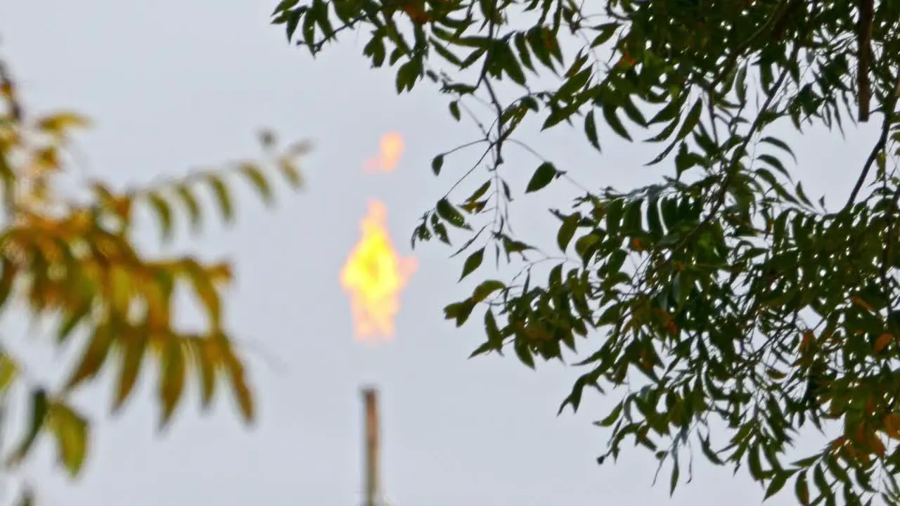 natural gas burnoff blurred in the background between trees with the flames burning orange