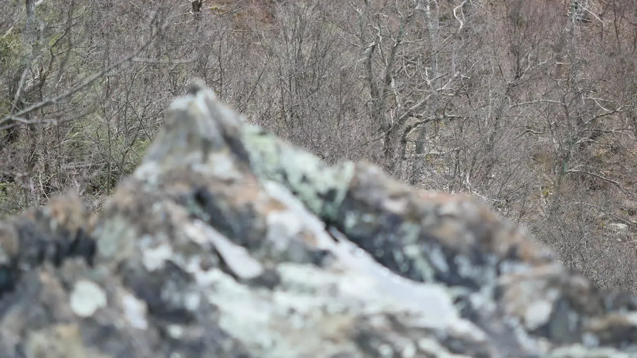 Rock With Water Comes Into Focus