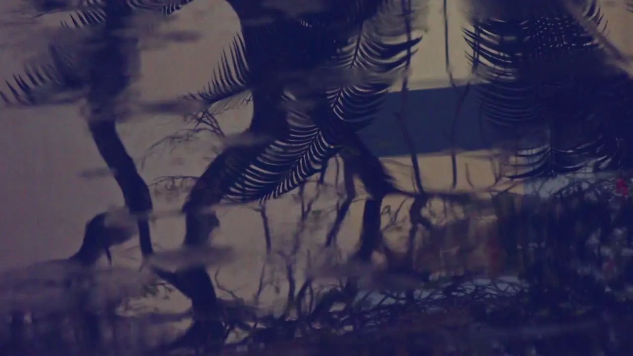 Raindrops fall in a puddle in which the branches of a bush and ferns reflect on a dark rainy day close up