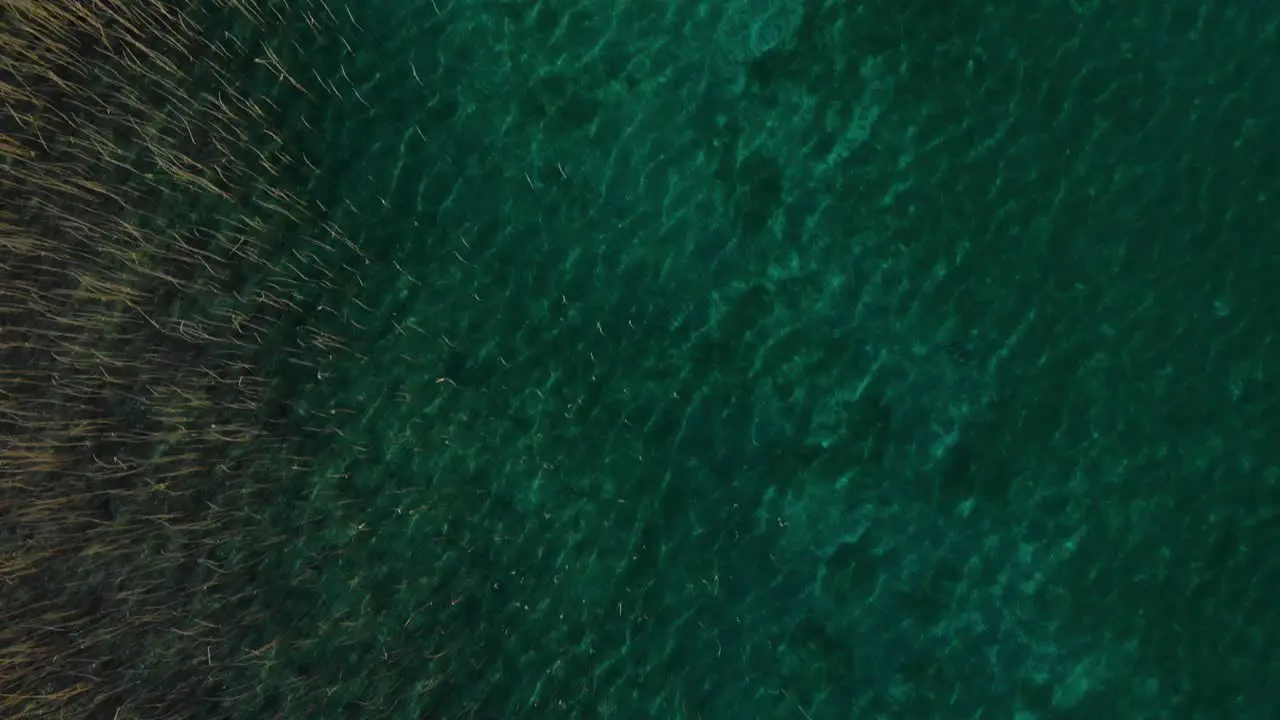 Beautiful lake surface with turquoise crystal water and reeds near shore