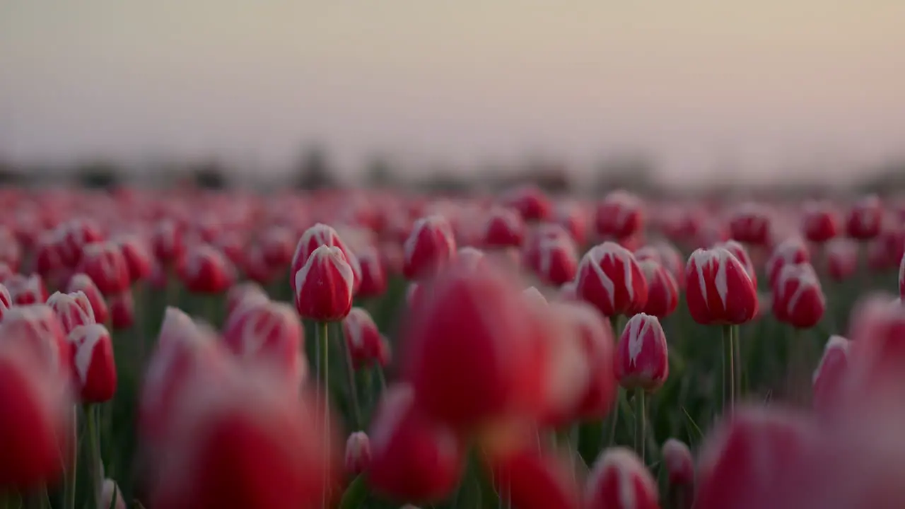 View of spring garden with many flowers Morning view of tulip field in morning