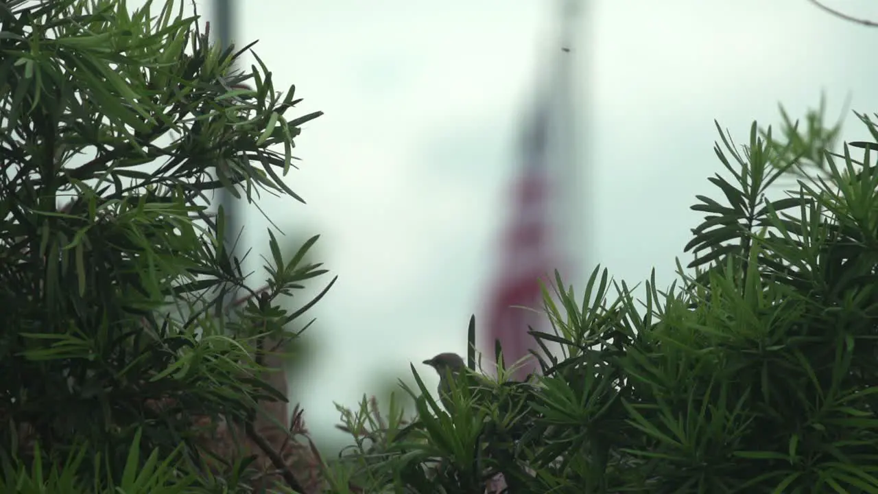 Baby Mockingbird perched in Bush with wasp flying around in slow motion