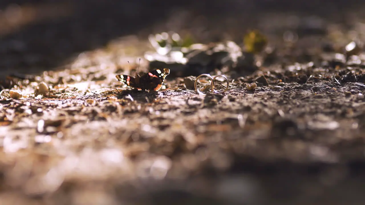 Butterfly And Wedding Rings In Forest Summer